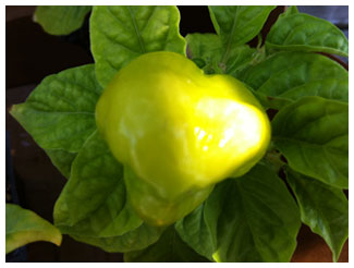 a large Caribbean Red Habanero pod, still green on the plant