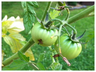 a pair of giant hybrid tomatoes