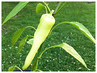 a long, luscious banana pepper