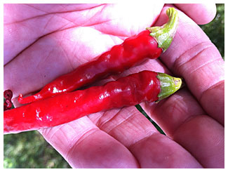 two ripe red cayenne chile peppers