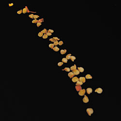 Bhut Jolokia Seeds