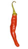 Charleston Hot Pepper