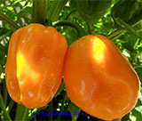 Congo Pepper - Yellow Scoville Heat Units