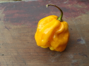 Jamaican Hot Pepper - Yellow Scoville Heat Units