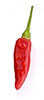 Malagueta Pepper