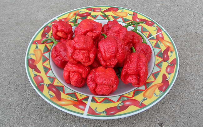 Trinidad Moruga Scorpion Chile Peppers