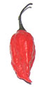 Bhut Jolokia Pepper