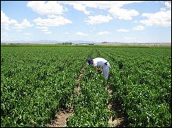 Chile Pepper Fields