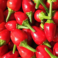 Chiltepin pepper Scoville Heat Units
