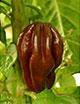 Habanero Chile Pepper - Chocolate Scoville Heat Units