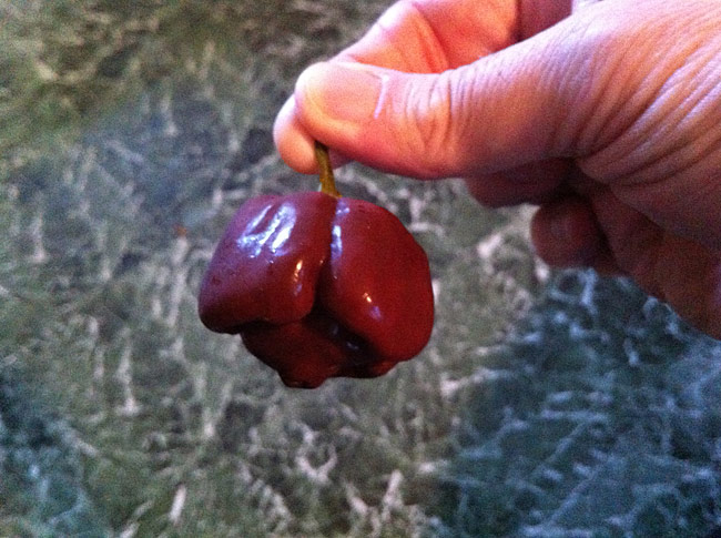 Chocolate Scotch Bonnet