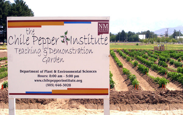 NMSU Researcher Wins Grant To Map Chile Genetics