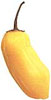 Datil Pepper