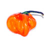 Habanero Chile Pepper