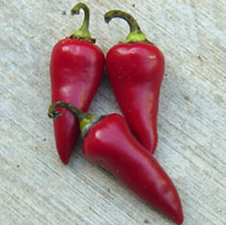 Hot Peppers - Why Some Baby Boomers Like It Hot, Hot, Hot 