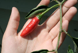 How to Grow Bhut Jolokia Peppers