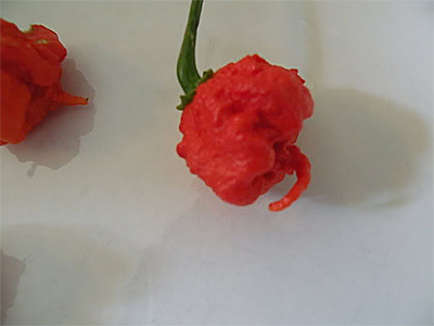 HP22B Chile Pepper AKA Carolina Reaper