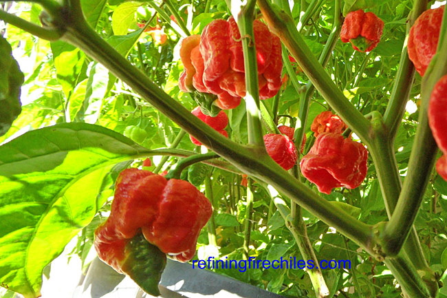 Trinidad Moruga Scorpion Chile Peppers