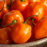 Scoville Scale - What is the hot pepper scale? – Normex Group HK