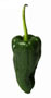Pasilla Pepper