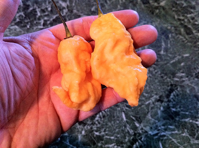 Peach Ghost Scorpion