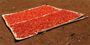 Drying Hot Peppers Ourdoors