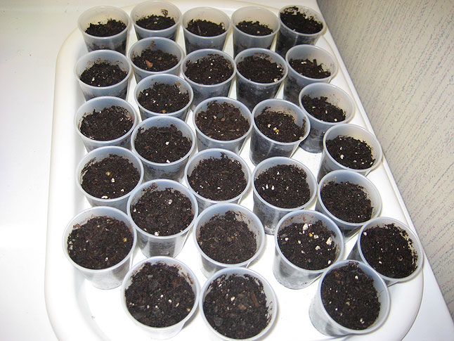 Growing Bhut Jolokias – Step Two – Planting the Seeds 3