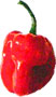 Red Savina Habanero Pepper Scoville Heat Units