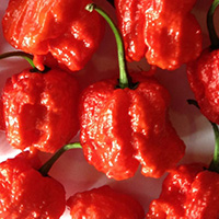 Smokin' Ed's Carolina Reaper Pepper Scoville Heat Units