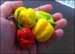 Super-Hot Chiles: The New Scoville Numbers