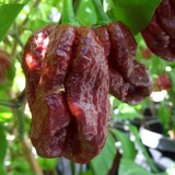 Trinidad 7 Pot Douglah