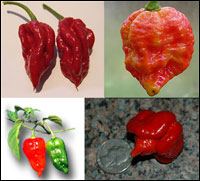 The Chile Pepper Race