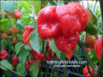 Trinidad Scorpion Chile Peppers
