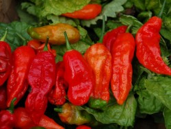 Bhut Jolokias