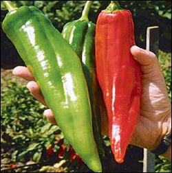 rp_numex-big-jim-chile-pepper