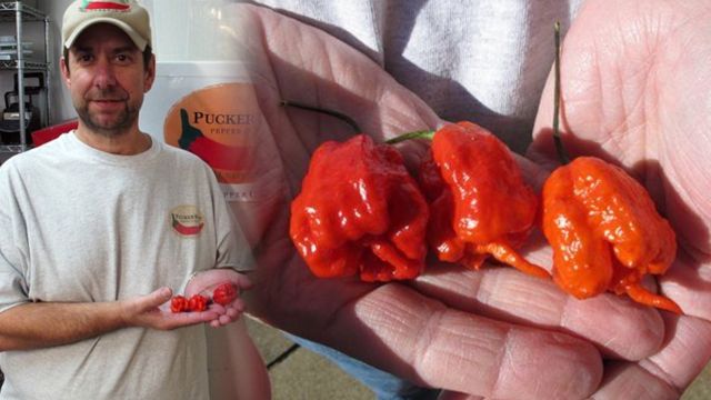 Carolina-Reaper-Named-Worlds-Hottest-Pepper-and-for-Good-Reason