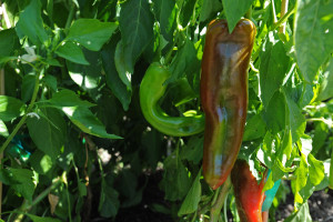 2016 New Mexico Chile Conference