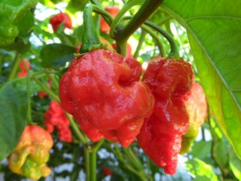 7 Pot Primo
